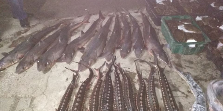 Предпринимателя из Херсона и жителя Очакова будут судить за незаконный вылов 300 кг осетровых на Николаевщине