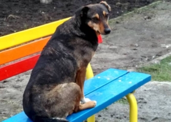 В Николаеве полиция составила протокол на хозяев собак, которые выпускали их гулять самостоятельно и позволяли нарушать правила благоустройства