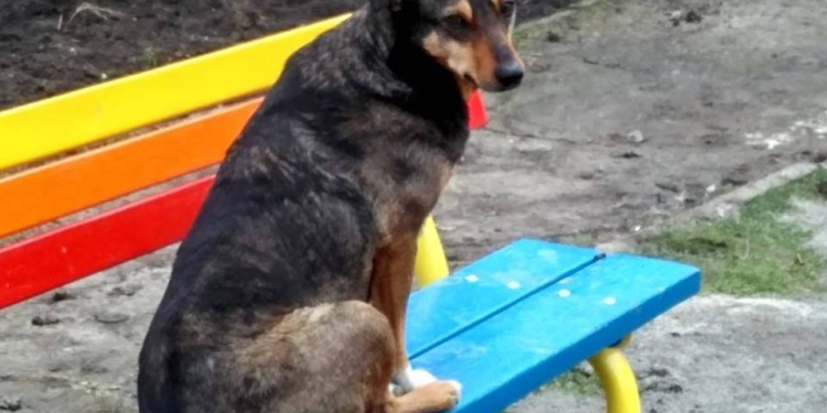 В Николаеве полиция составила протокол на хозяев собак, которые выпускали их гулять самостоятельно и позволяли нарушать правила благоустройства