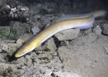 Кто бы мог подумать? На угрей, обитающих в Темзе, негативно влияет кокаин, который смывают в унитаз