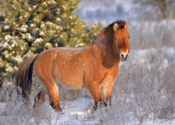 Они живут в зоне отчуждения и очень неплохо себя чувствуют