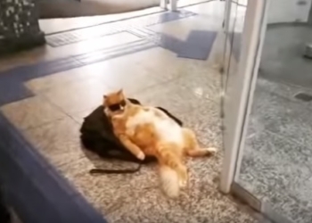 Гарфилд реально существует! Вы только посмотрите на этого наглого кота, пришедшего в банк