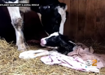 В США корова, которая сбежала из грузовика, направлявшегося на бойню, родила здорового теленка