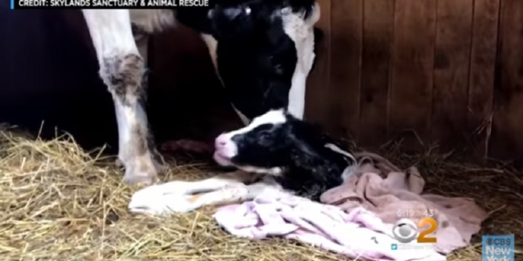 В США корова, которая сбежала из грузовика, направлявшегося на бойню, родила здорового теленка