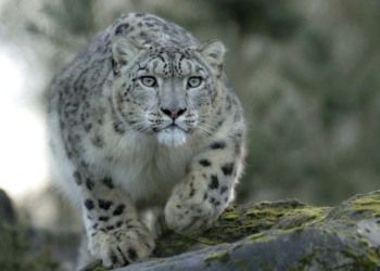 В Китае удалось снять на видео краснокнижного снежного барса