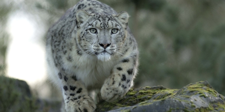 В Китае удалось снять на видео краснокнижного снежного барса
