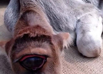 Священен вдвойне: в Индии новорожденному одноглазому теленку поклоняются как богу