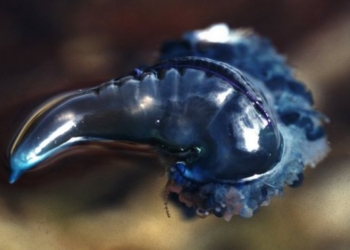 Отдыхающие на австралийском побережье страдают от укусов медуз-физалий