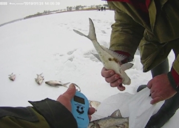 Снова на Софиевском водохранилище: николаевские рыбаки незаконно добыли почти 80 подлещиков
