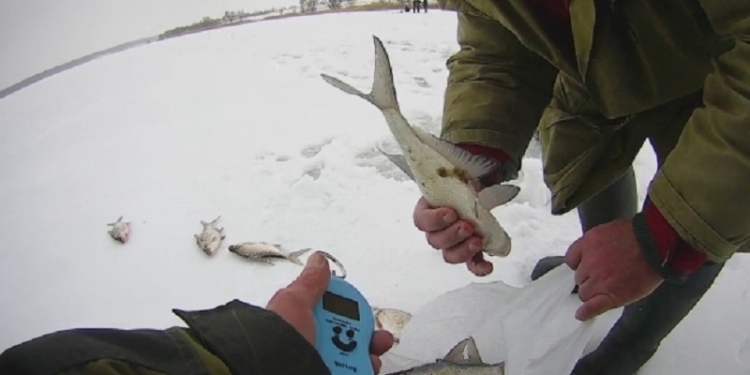 Снова на Софиевском водохранилище: николаевские рыбаки незаконно добыли почти 80 подлещиков