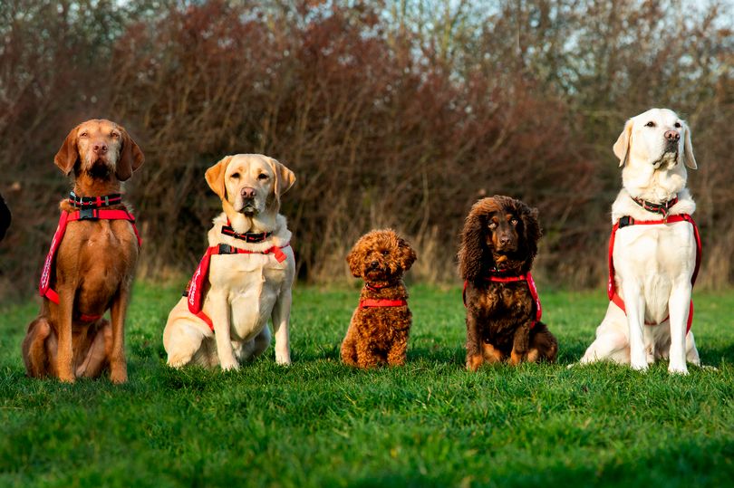 Собаки, чующие болезнь: как пес-компаньон помогает своей хозяйке избежать обморока 3