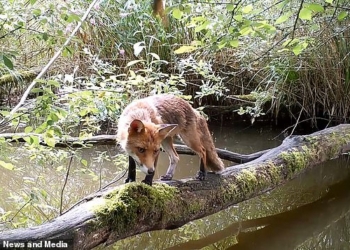 «Бігла через місточок»: как поваленное дерево стало мостом для всевозможной дикой живности во Франции