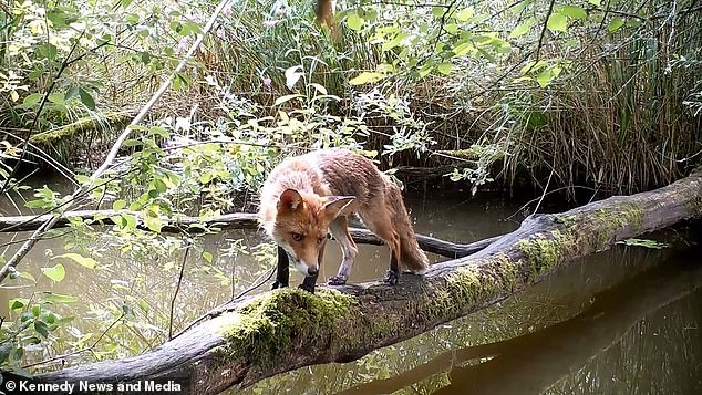 «Бігла через місточок»: как поваленное дерево стало мостом для всевозможной дикой живности во Франции