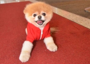 Самая очаровательная собака в мире умерла. Ее сердце было разбито