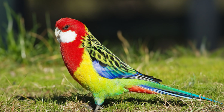 Пернатый полицейский: в одном из райуправлений Киева взяли на работу попугая