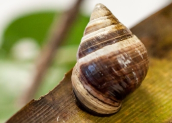 Умерла последняя в своем виде гавайская тропическая улитка по кличке Джордж