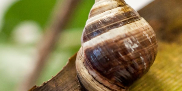 Умерла последняя в своем виде гавайская тропическая улитка по кличке Джордж