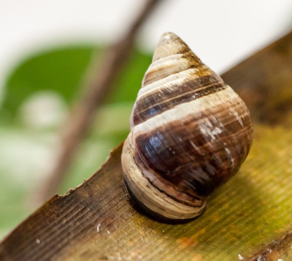 Умерла последняя в своем виде гавайская тропическая улитка по кличке Джордж
