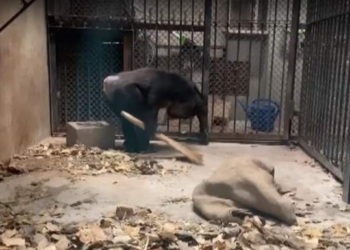 Перед обезьянами неудобно. Шимпанзе научились убирать за собой – с радостью