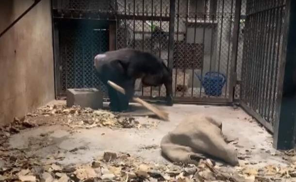 Перед обезьянами неудобно. Шимпанзе научились убирать за собой – с радостью