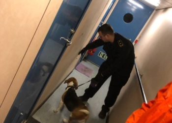 За 2018 год Николаевская таможня начала 218 дел о нарушении таможенных правил. И больше всего – по «евробляхам»