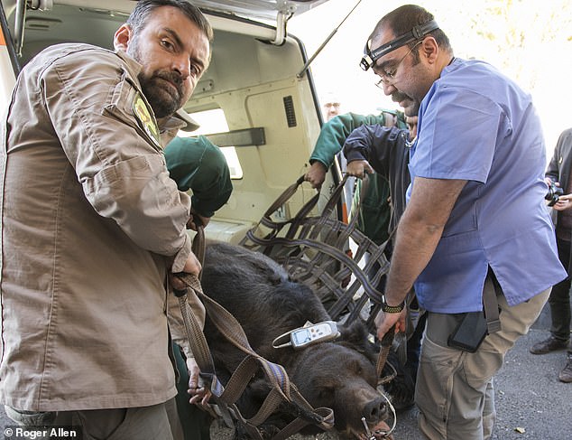 Зоозащитники привезли из Британии в Армению «человеческого» стоматолога, чтобы полечить зубы спасенному из неволи медведю 3