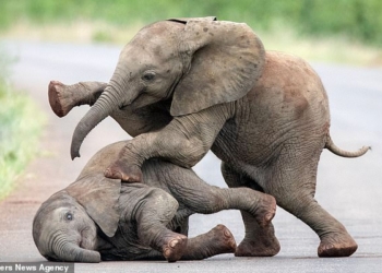 Дети – всегда дети: фотограф из Нидерландов «подсмотрела» играющих слонят