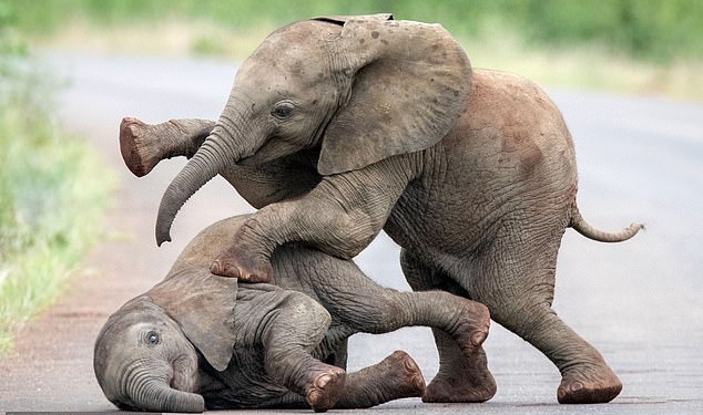 Дети – всегда дети: фотограф из Нидерландов «подсмотрела» играющих слонят