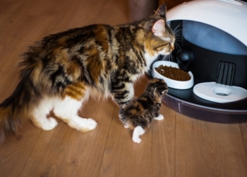 Умные и автономные. Интересные гаджеты CES-2019