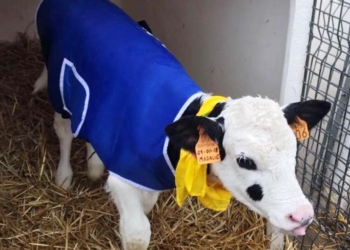 В Италии телят одевают в пальто