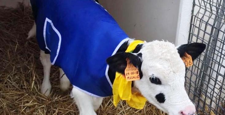 В Италии телят одевают в пальто
