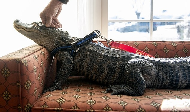 Когда вместо кота или собаки – аллигатор: американец зарегистрировал крокодила как «животное эмоциональной поддержки»