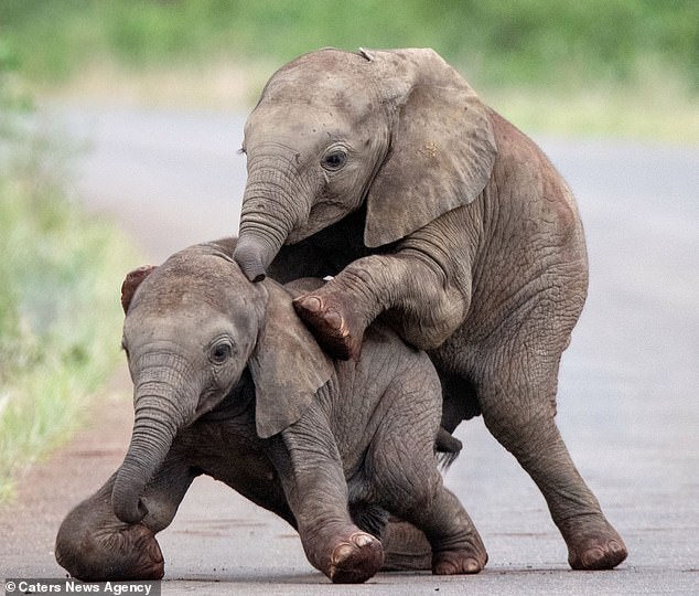 Дети – всегда дети: фотограф из Нидерландов «подсмотрела» играющих слонят 5
