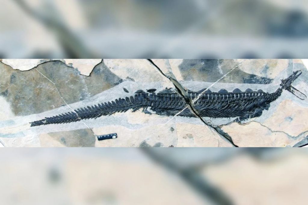В Китае нашли останки неизвестной древней рептилии и показали, как она выглядела 3