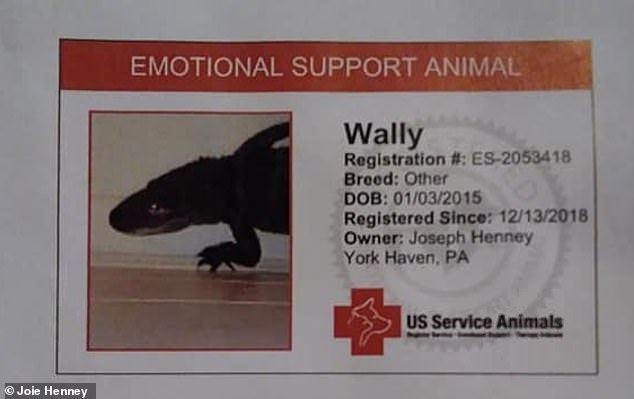 Когда вместо кота или собаки – аллигатор: американец зарегистрировал крокодила как «животное эмоциональной поддержки» 7