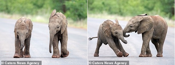 Дети – всегда дети: фотограф из Нидерландов «подсмотрела» играющих слонят 7