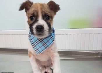 Участница марафона в Таиланде 19 миль пробежала со щенком на руках