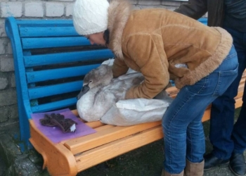 В Николаевском зоопарке выхаживают лебедя, спасенного у понтонного моста