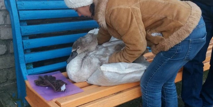 В Николаевском зоопарке выхаживают лебедя, спасенного у понтонного моста