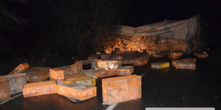 Шесть тысяч кур на трассе под Николаевом: на гололеде перевернулся грузовик