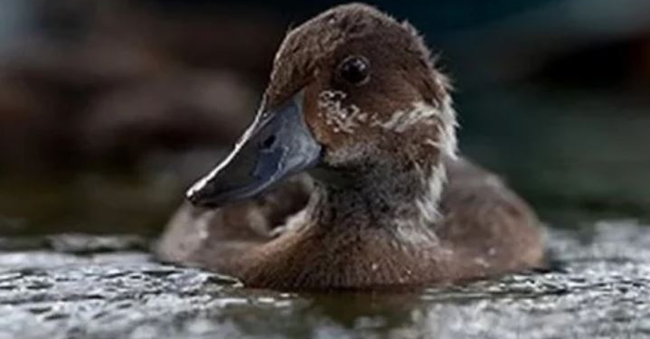 А думали, они вымерли. Редких уток выпустили на свободу на Мадагаскаре