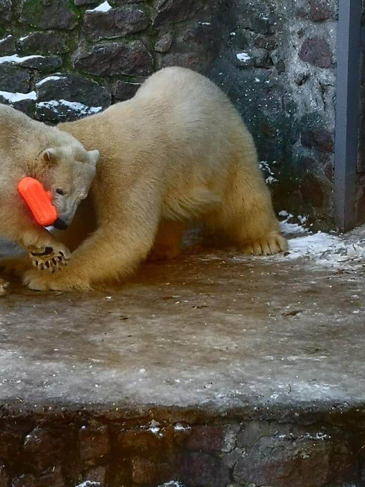Фанатка белых медведей из Японии привезла подарок николаевским Зефирке и Сметанке 7