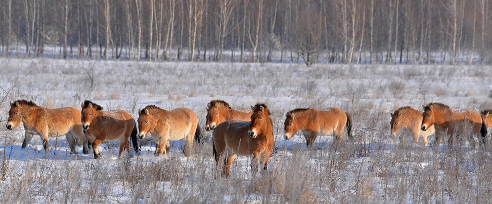 Они живут в зоне отчуждения и очень неплохо себя чувствуют 12