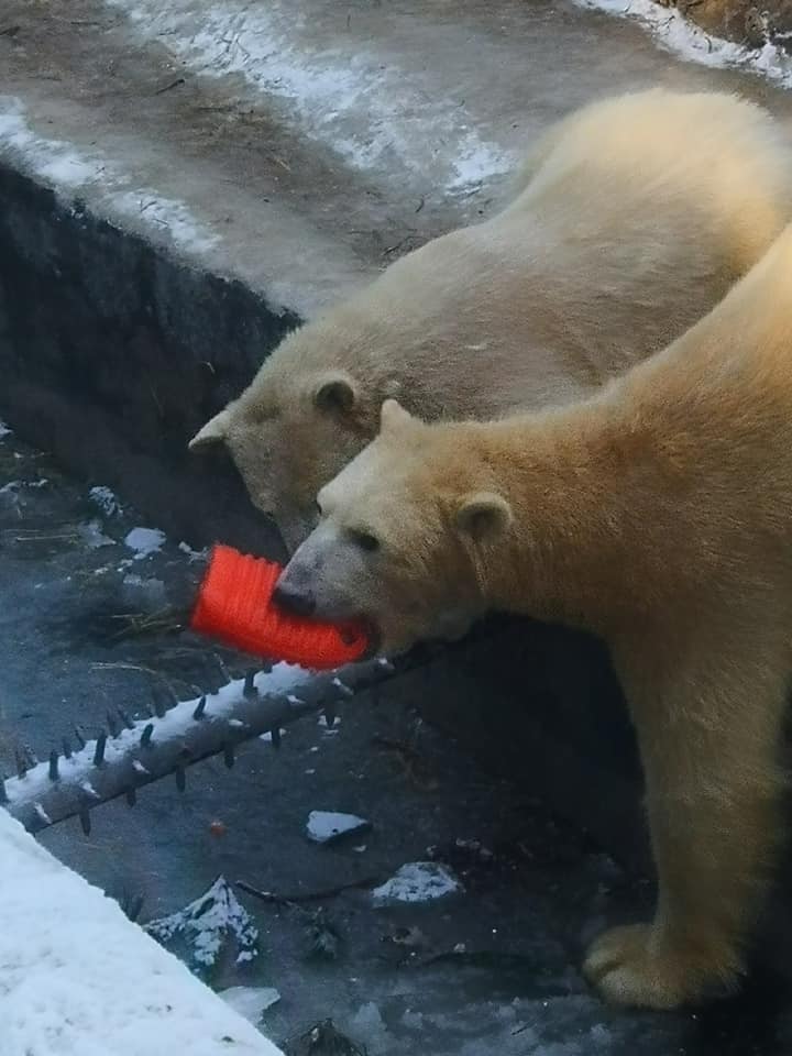Фанатка белых медведей из Японии привезла подарок николаевским Зефирке и Сметанке 9