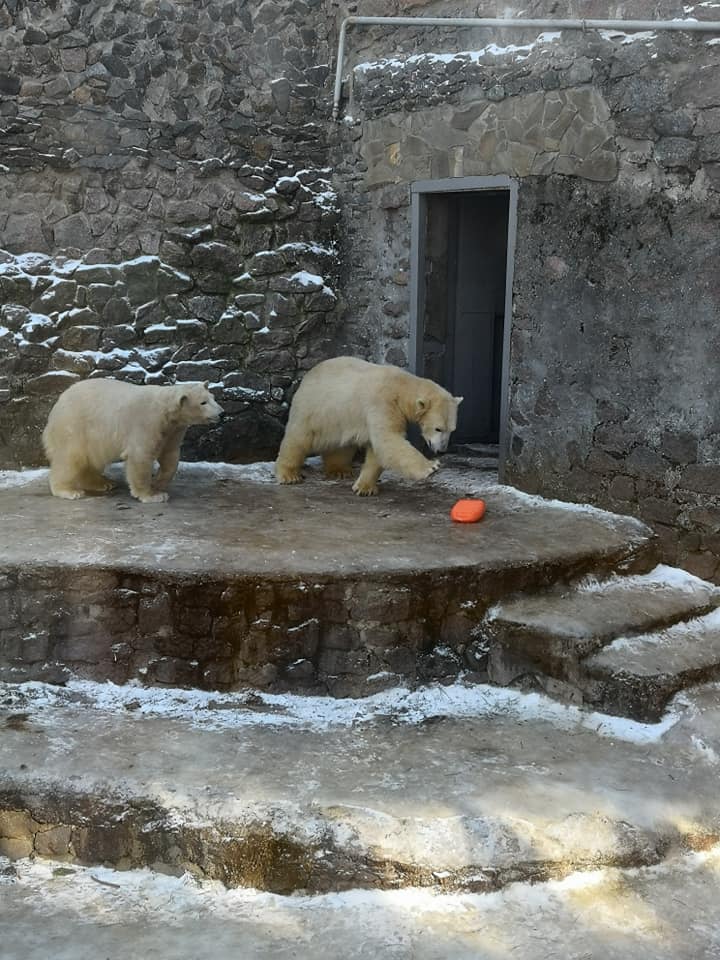 Фанатка белых медведей из Японии привезла подарок николаевским Зефирке и Сметанке 3
