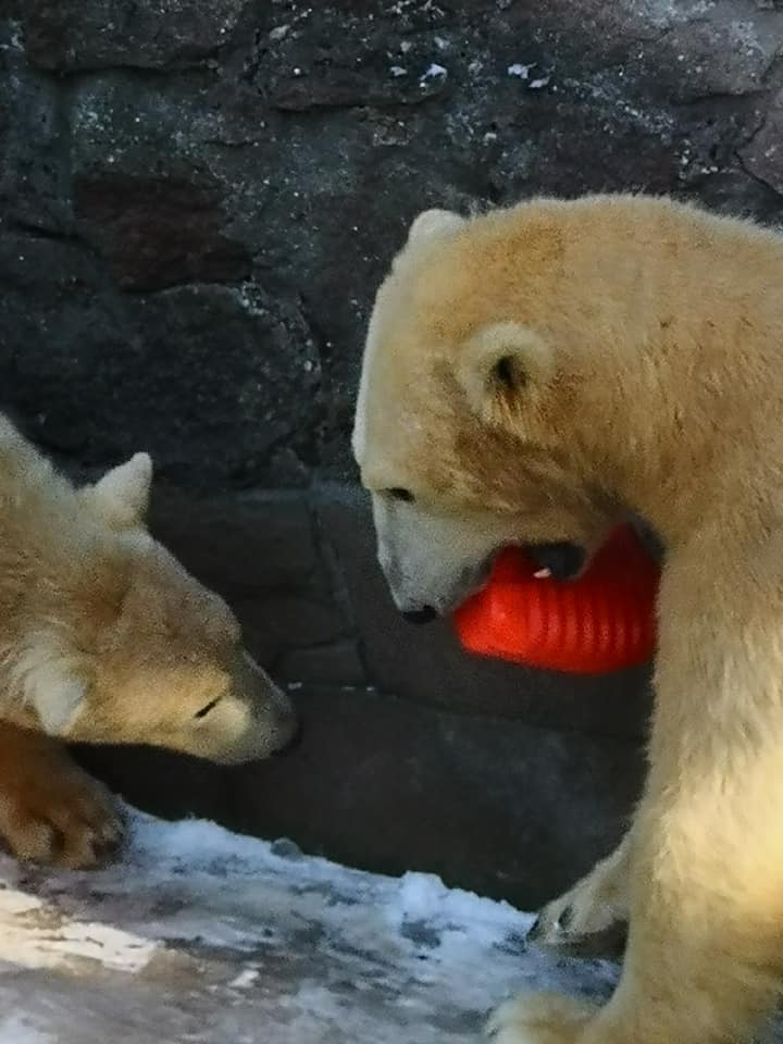 Фанатка белых медведей из Японии привезла подарок николаевским Зефирке и Сметанке 13