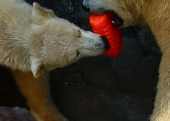 Фанатка белых медведей из Японии привезла подарок николаевским Зефирке и Сметанке