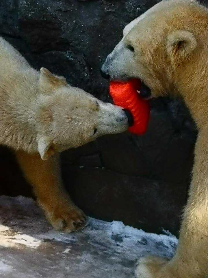 Фанатка белых медведей из Японии привезла подарок николаевским Зефирке и Сметанке 15
