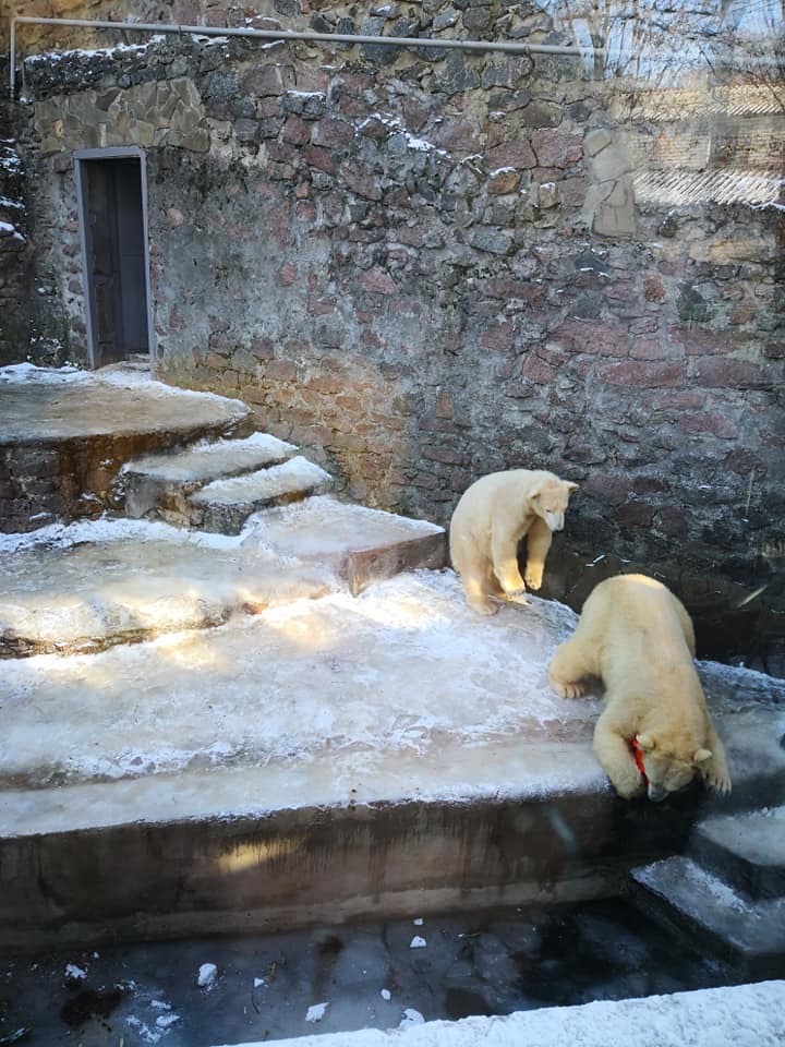 Фанатка белых медведей из Японии привезла подарок николаевским Зефирке и Сметанке 5