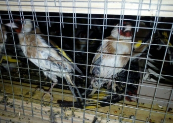 Конфискованных в Борисполе щеглов выпустили на волю